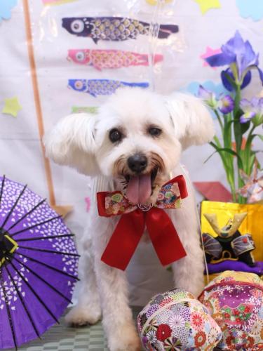 20240502天馬利ちゃん